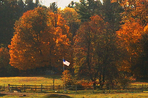 Sheep Meadow Detail